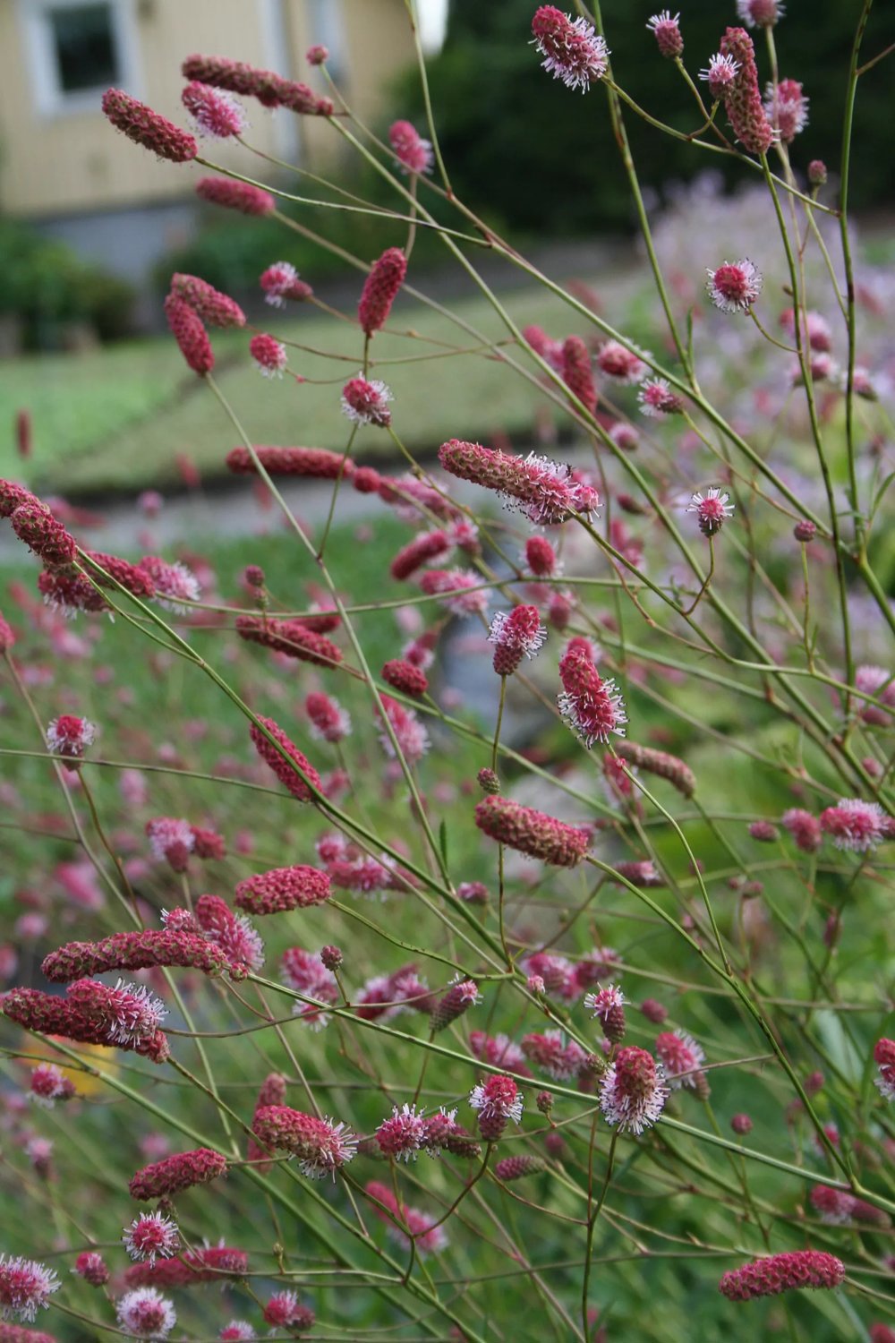 Produktbild på Blodtopp 'Pink Tanna'