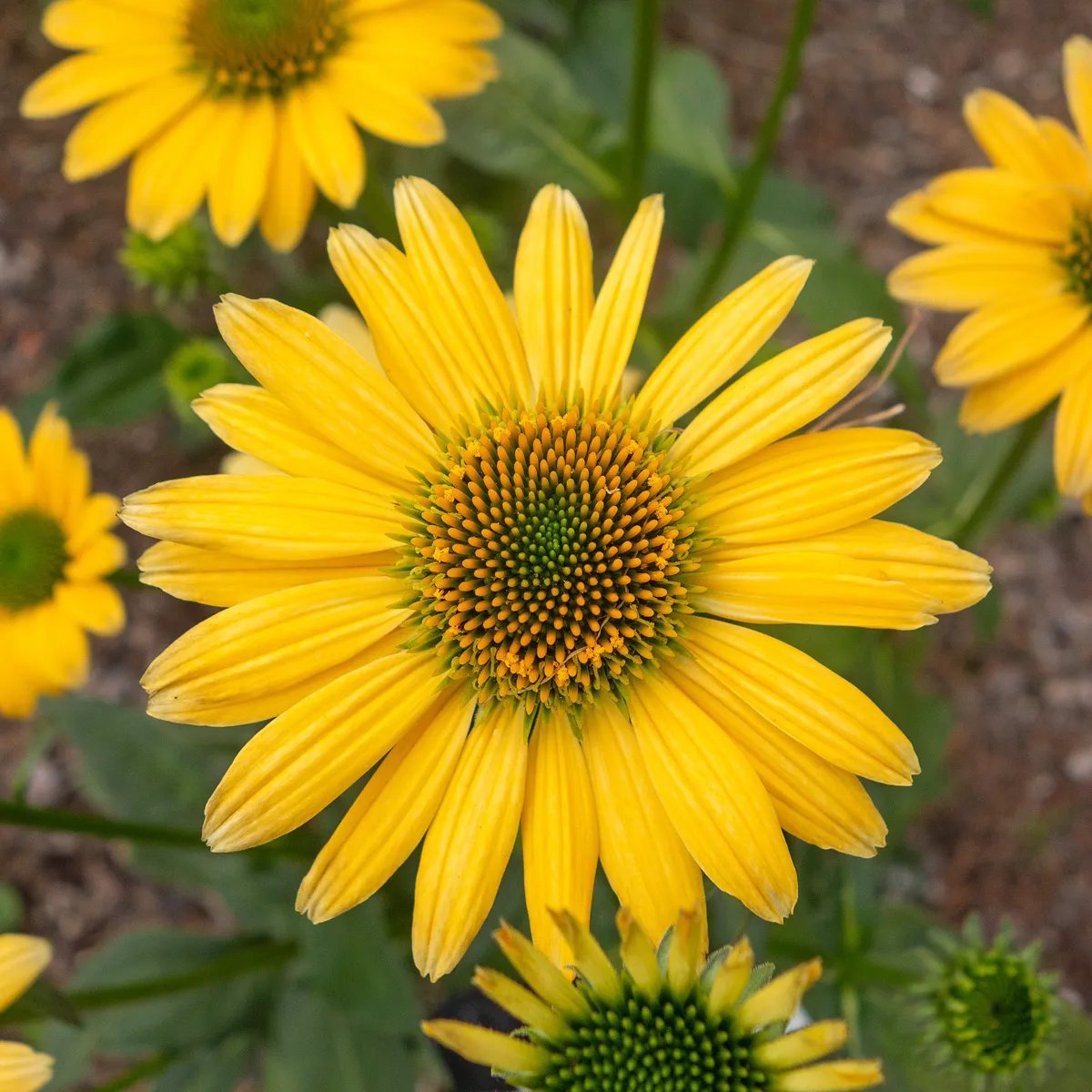 Produktbild på Röd solhatt 'Yellow Mellow'