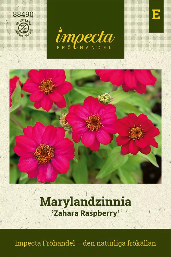 Marylandzinnia 'Zahara Raspberry' 20 st