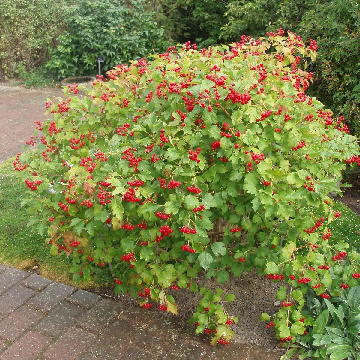 Skogsolvon 3.5 liter 3040 cm