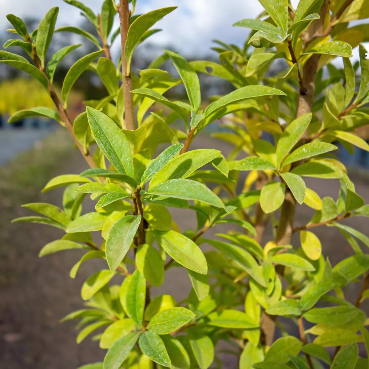 jasminum sambac plant Jasmine Sambac “Enfleurage” CO2 – Fraterworks