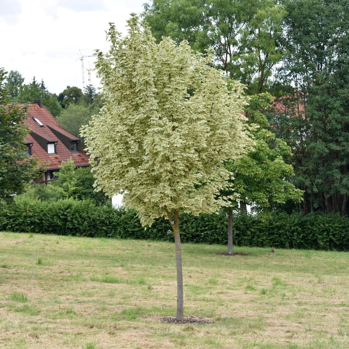 Vitbrokig skogslönn 'Drummondii' 10 liter 200-250 cm