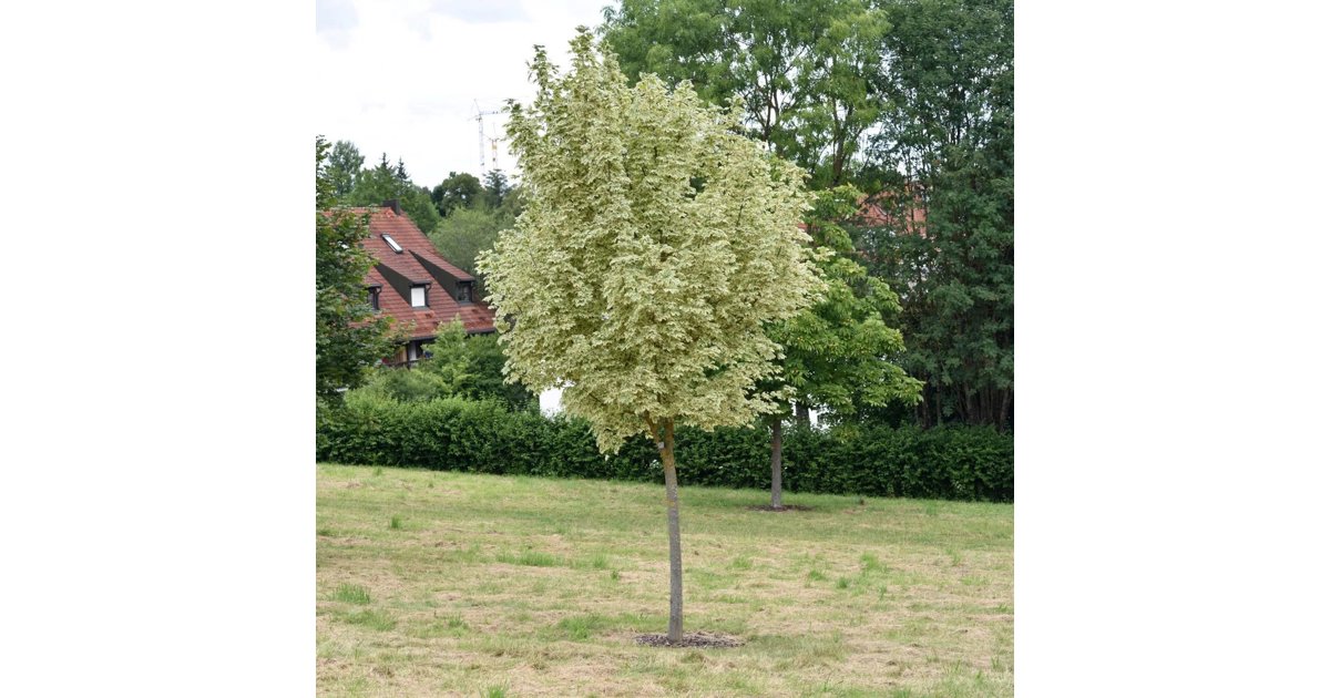 Silverlönn Brun Vitbrokig skogslönn 'Drummondii' 10 liter 200-250 cm