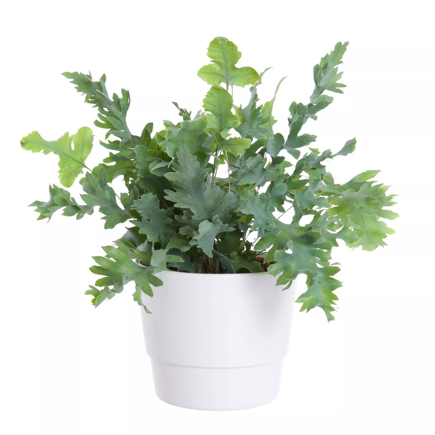 Hartassbräken DAVANA 12 cm 20-30 cm MPS