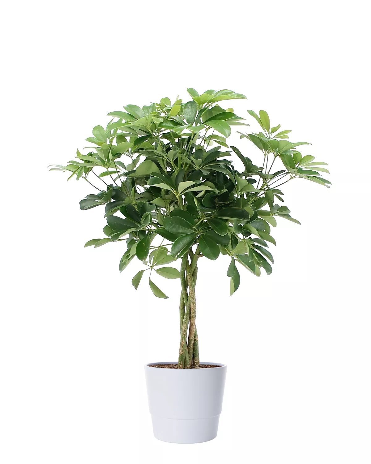 Produktbild på Paraplyaralia 'Nora'