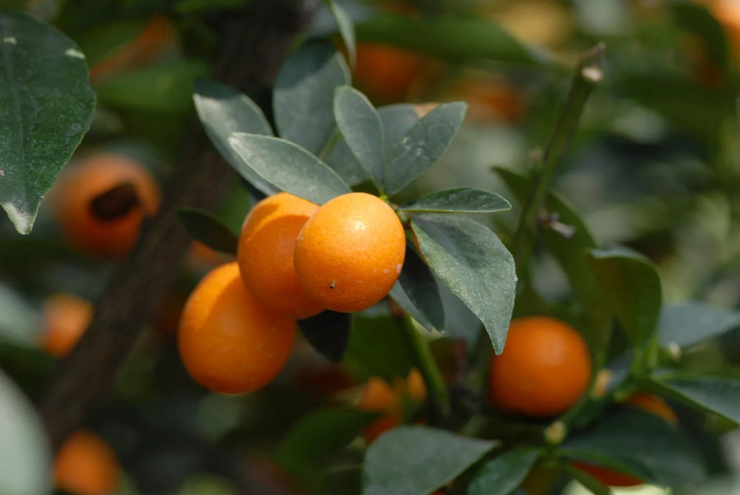 Produktbild på Rund Kumquat