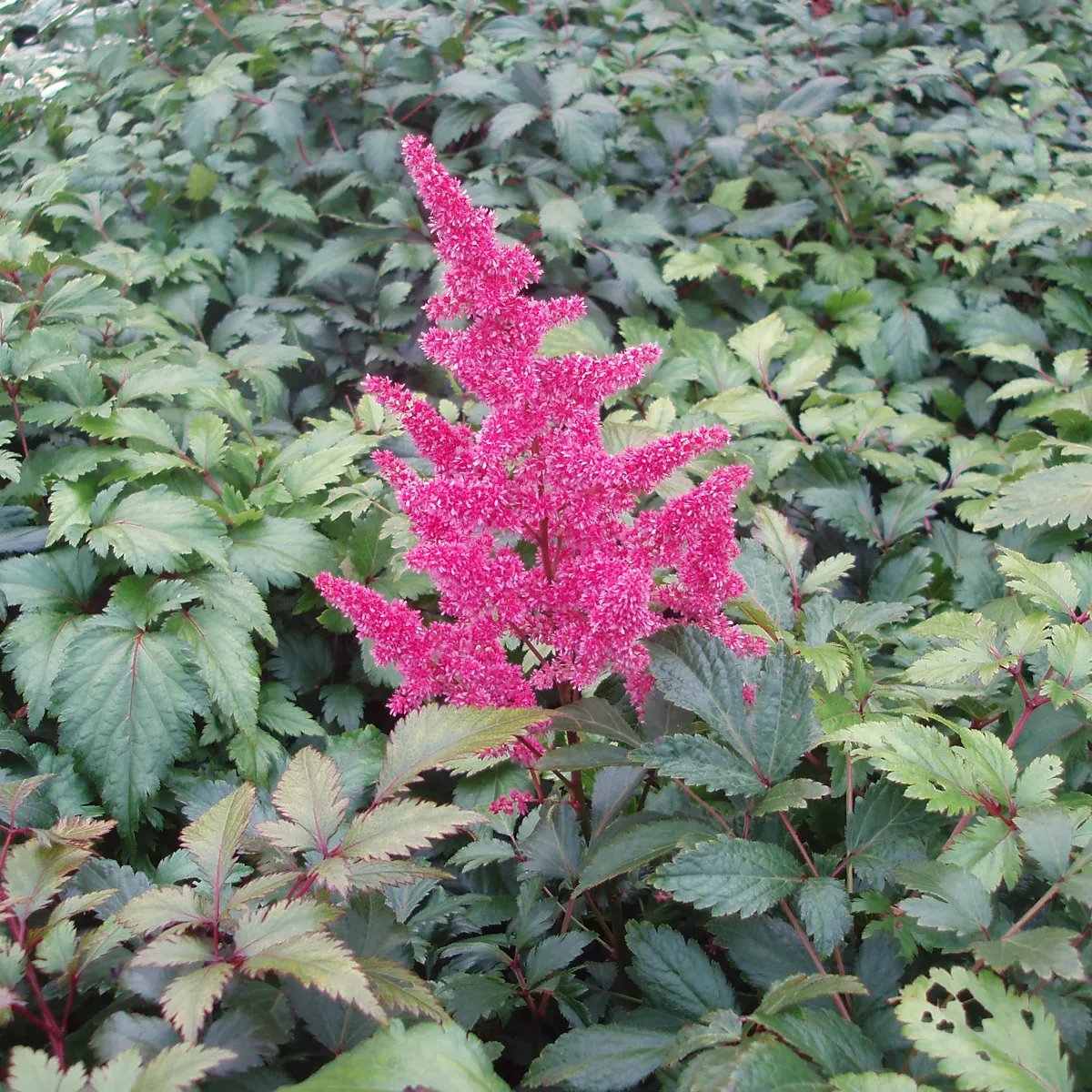 Produktbild på Silverastilbe 'Bonn'