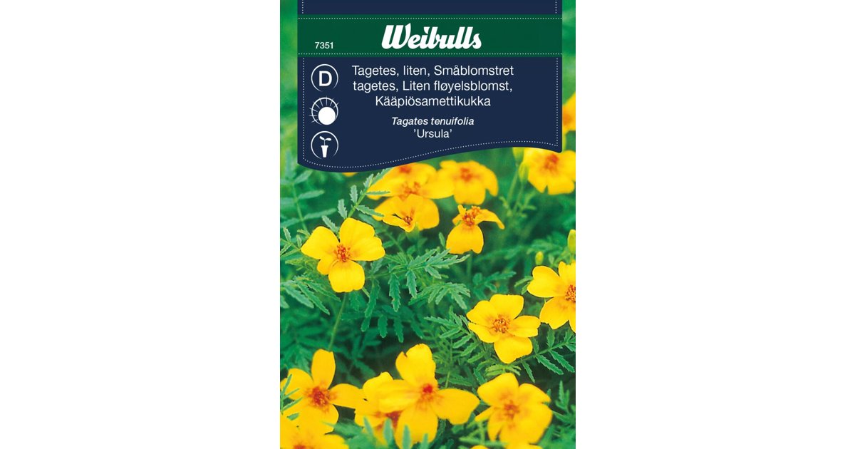 Tagetes Ursula