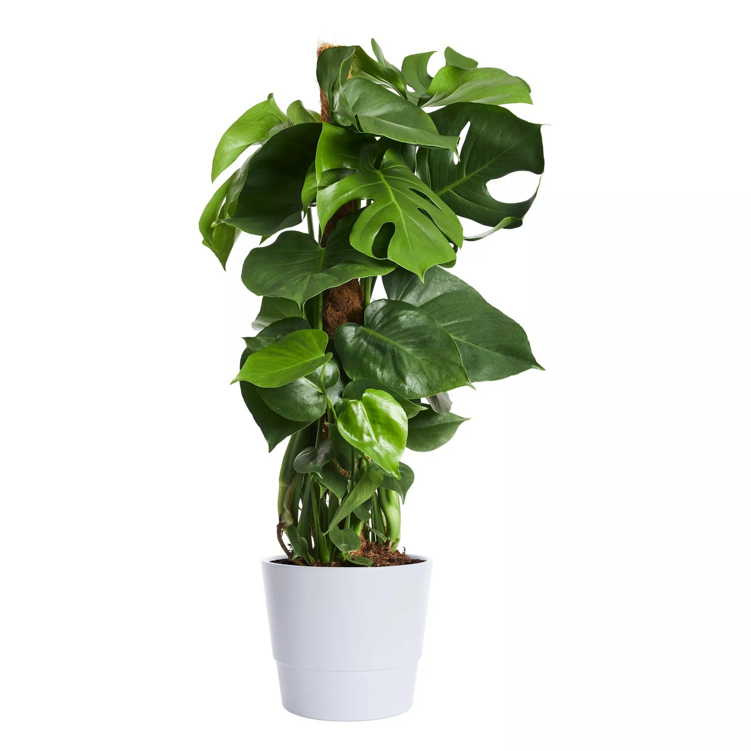 Monstera Mosstock 19 cm 80-100 cm MPS
