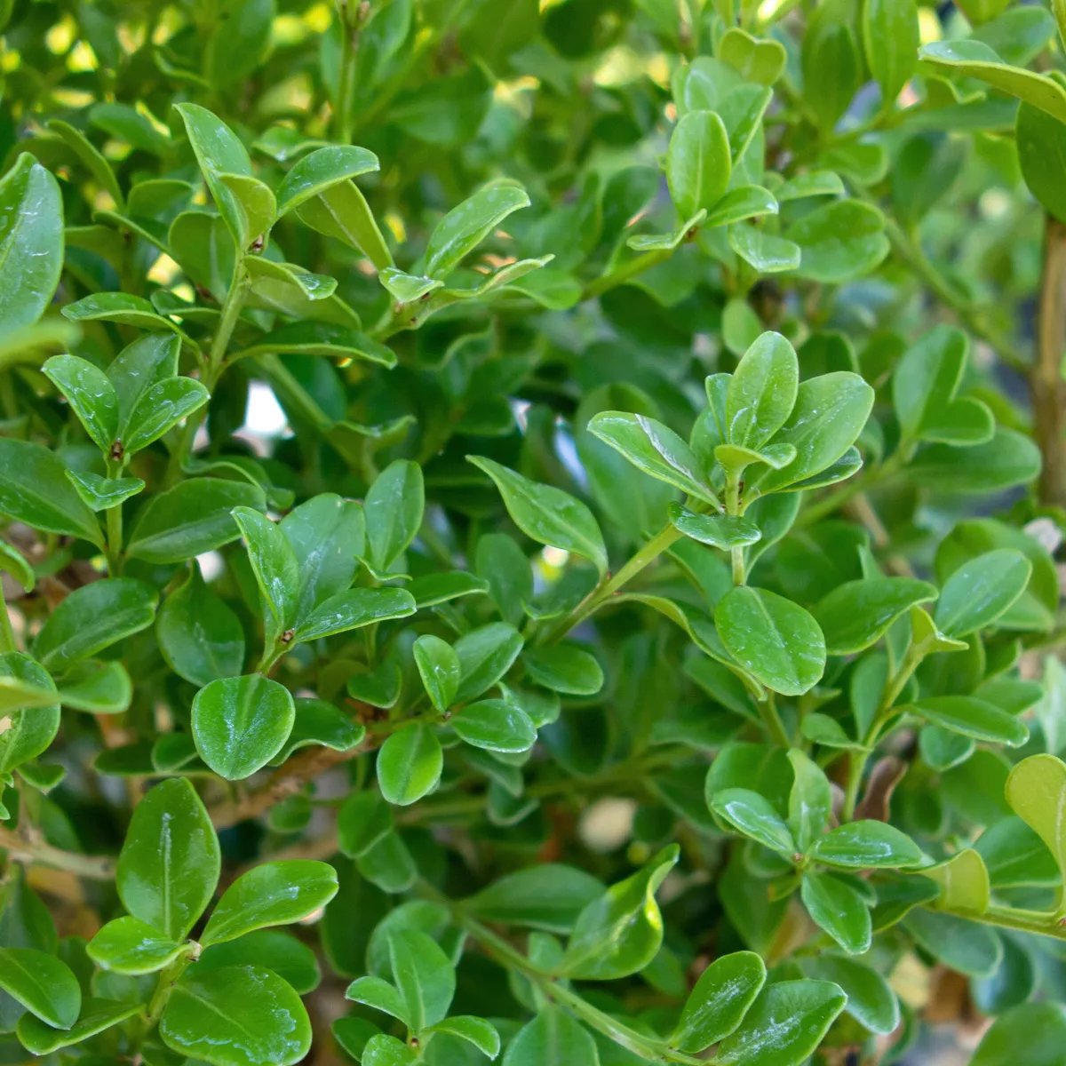 Produktbild på Buxbom 'Babylon Beauty'
