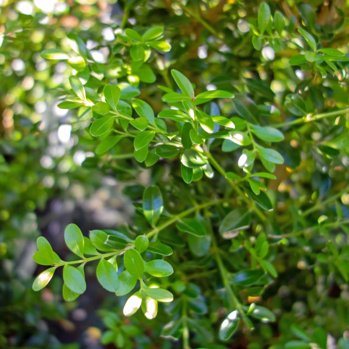 Produktbild på Buxbom BetterBuxus®-Serien 'Skylight'