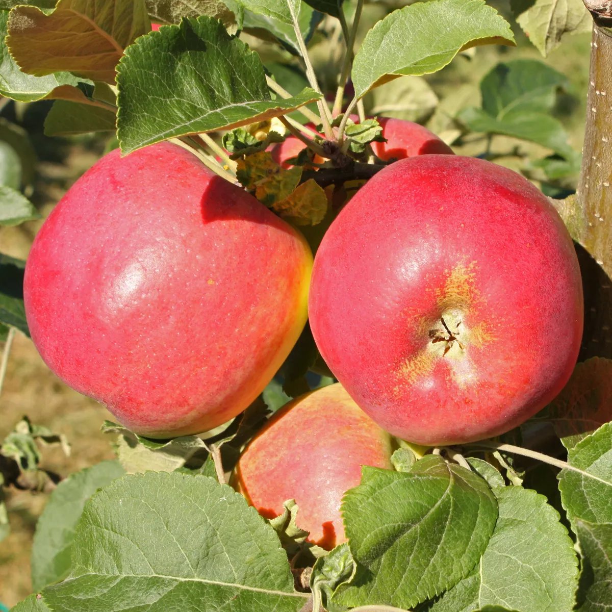 Produktbild på Äppleträd 'Eva-Lotta'