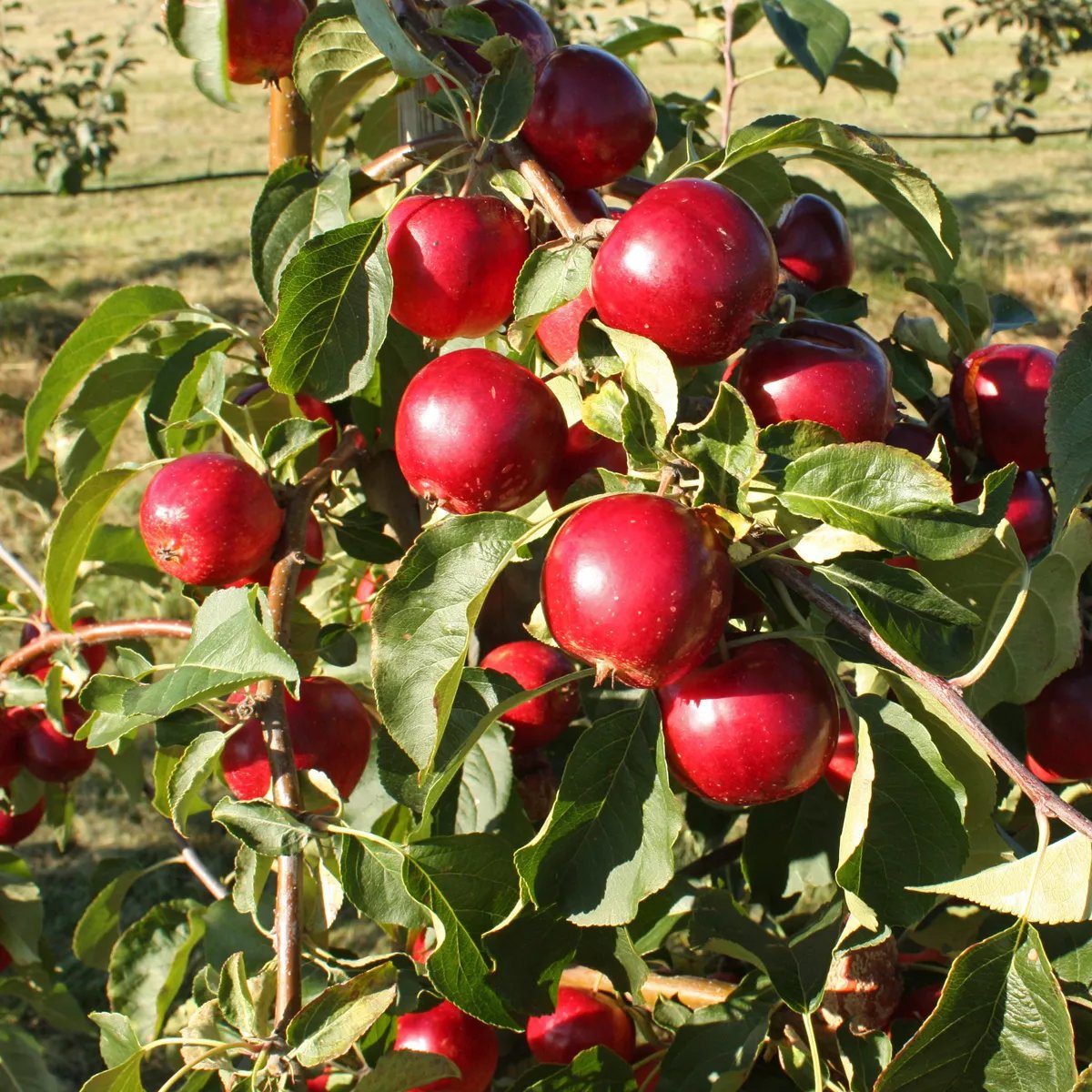Produktbild på Barnäpple 'Rescue'