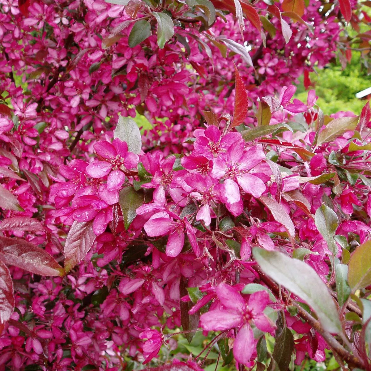 Purpurapel 'Rubin' 90-110 cm
