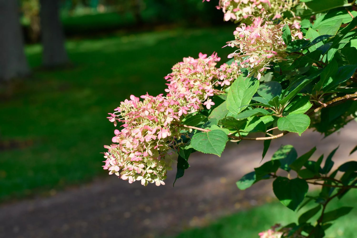 Produktbild på Syrenhortensia 'Grandiflora'