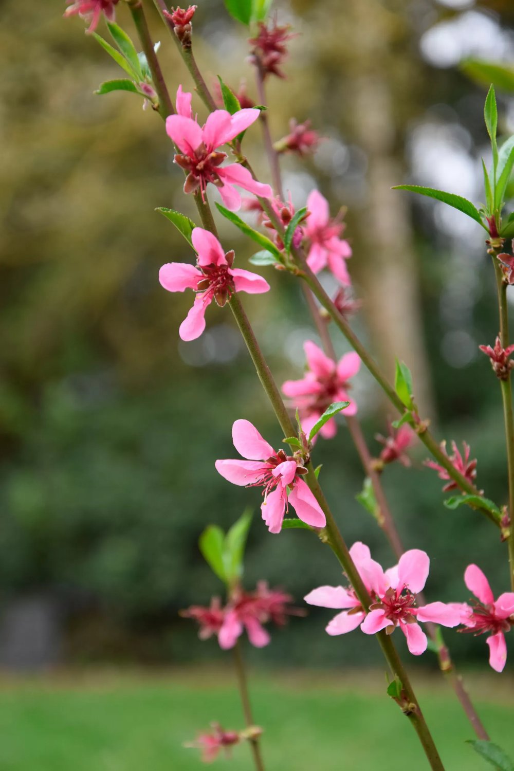 Persika 'Riga' St. Julien 7.5 liter 50-60 cm