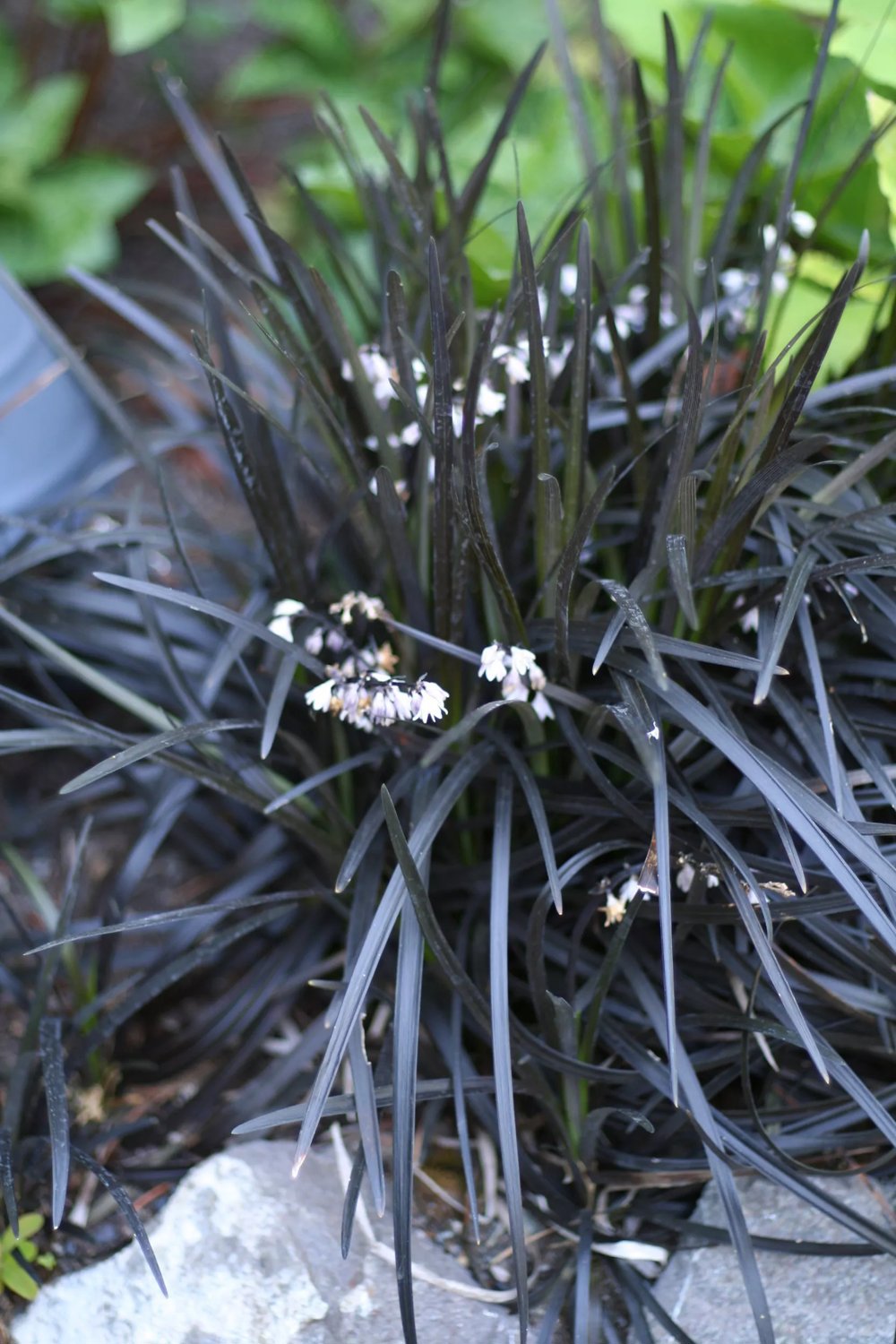 Dik ustida otirishning yaqindan korinishi