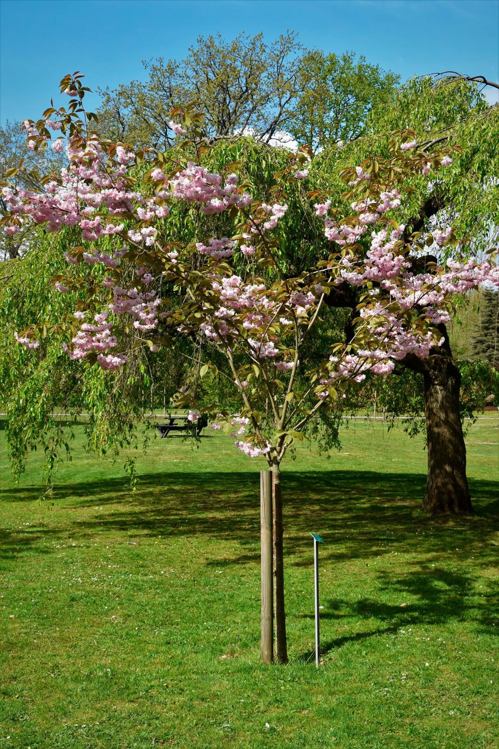 Презервативпен пискада Презервативпен пискада