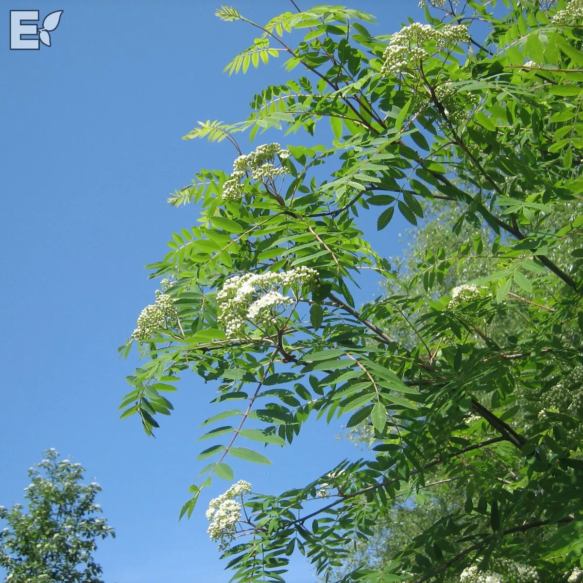 Commixta-rönn 'Birgitta' E 200-250 cm