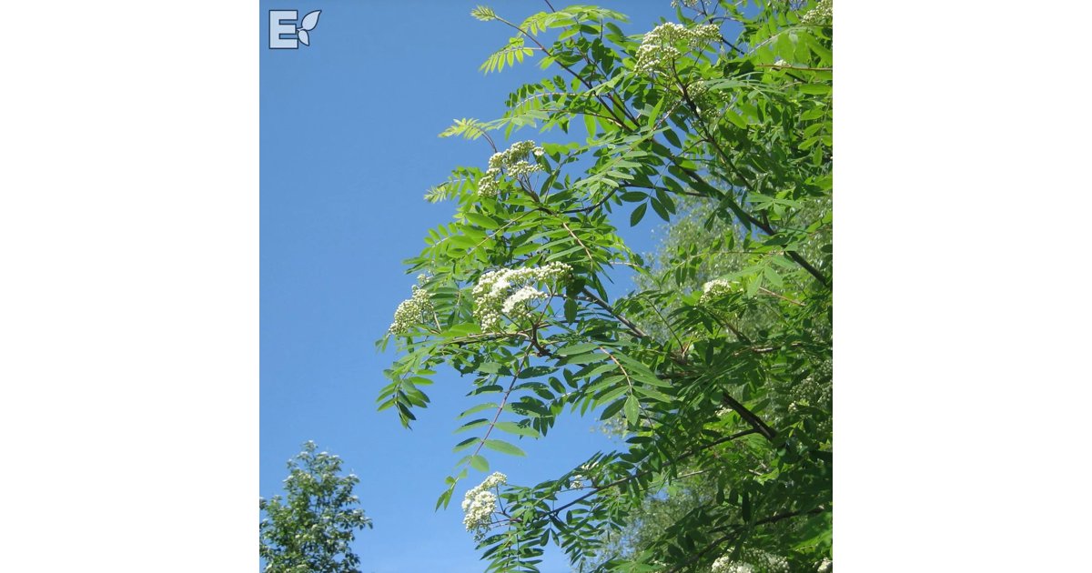 Commixta-rönn 'Birgitta' E 200-250 cm