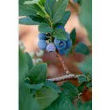 Produktbild på Amerikanskt blåbär 'Birgitta Blue'