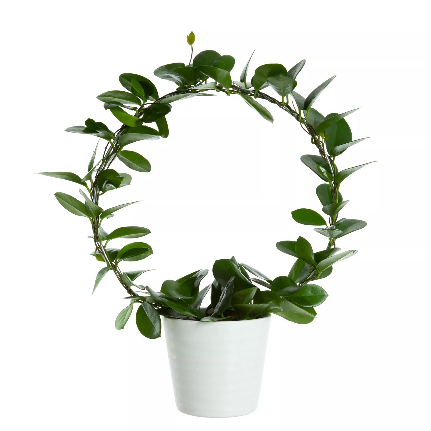 Produktbild på Australisk porslinsblomma