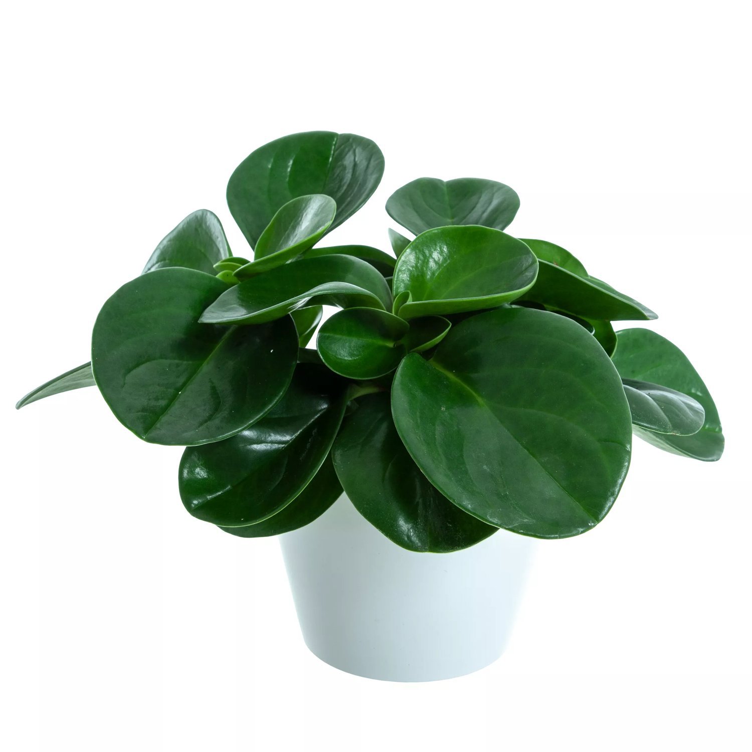 Produktbild på Fredsgrönska 'Green'
