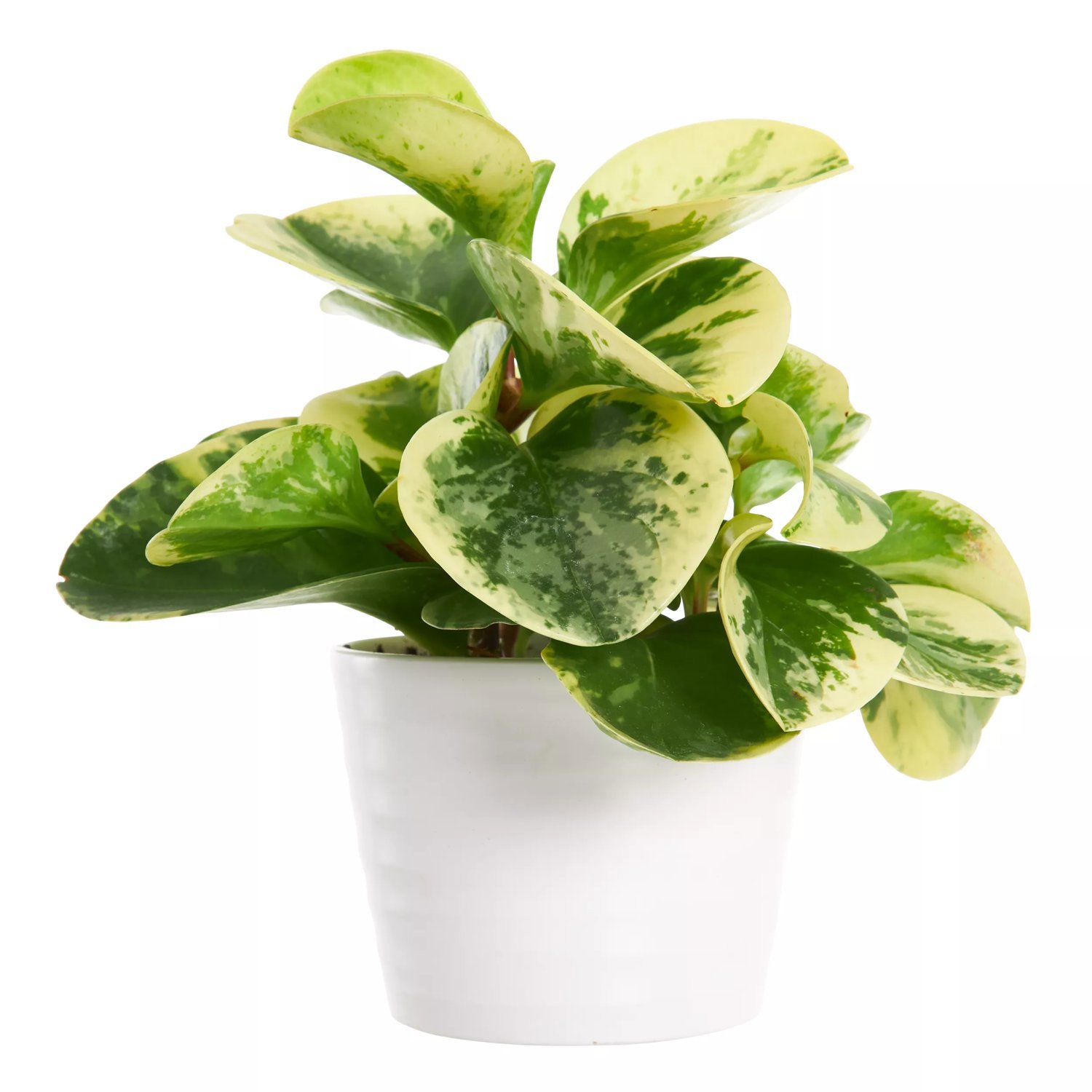 Produktbild på Fredsgrönska 'Green Gold'