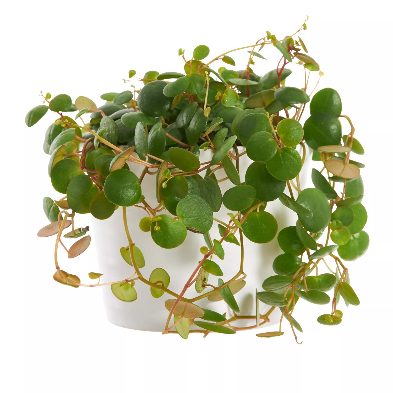 Produktbild på Peperomia 'Pepperspot'