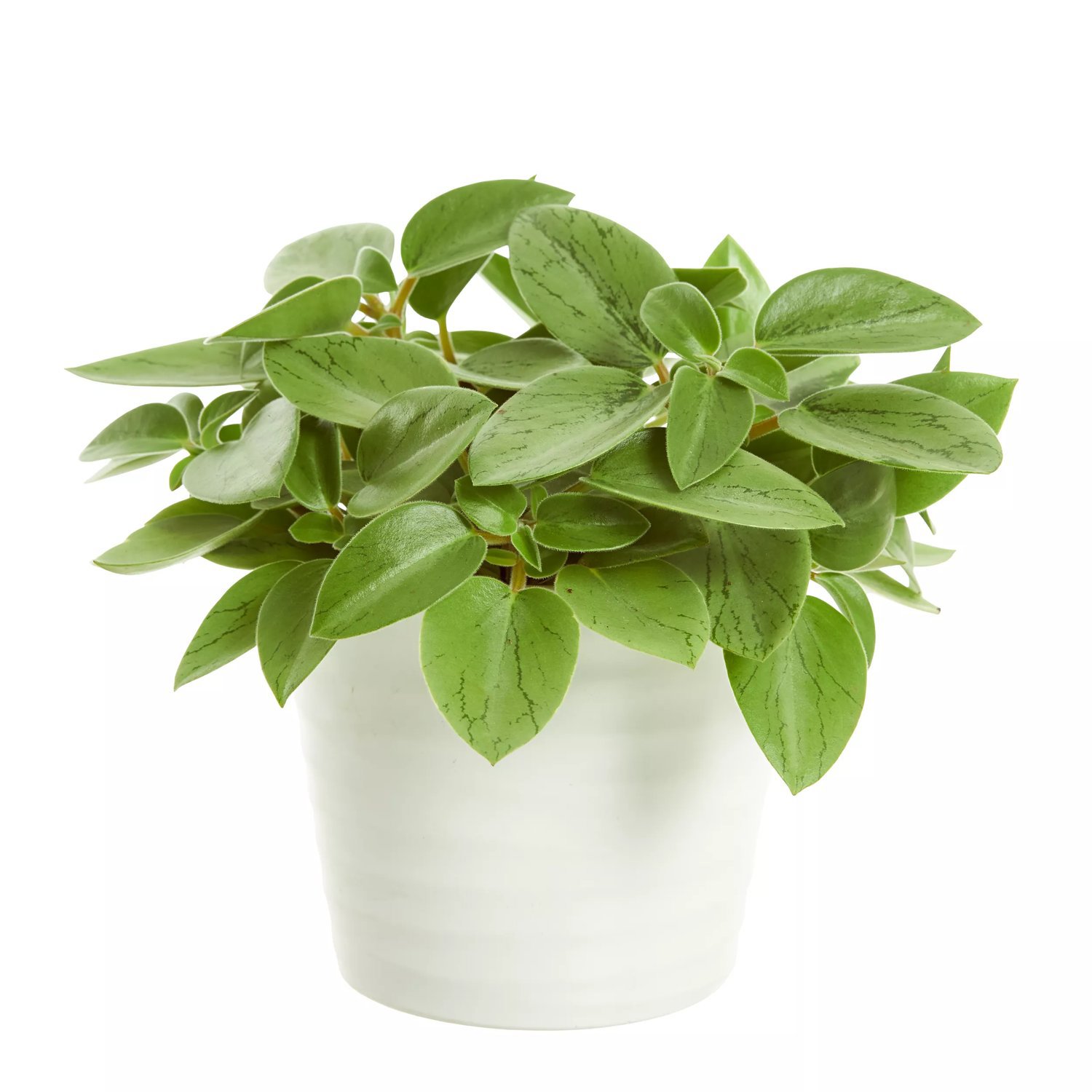 Produktbild på Fönsterpeperomia 'Pixie Lime'