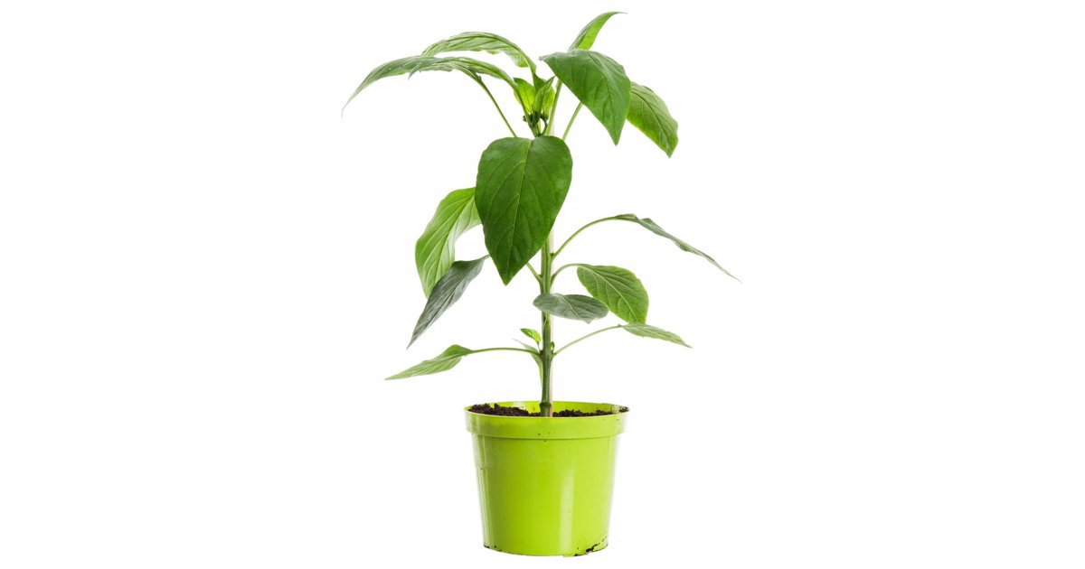 Paprika, röd 11.5 cm 30-40 cm