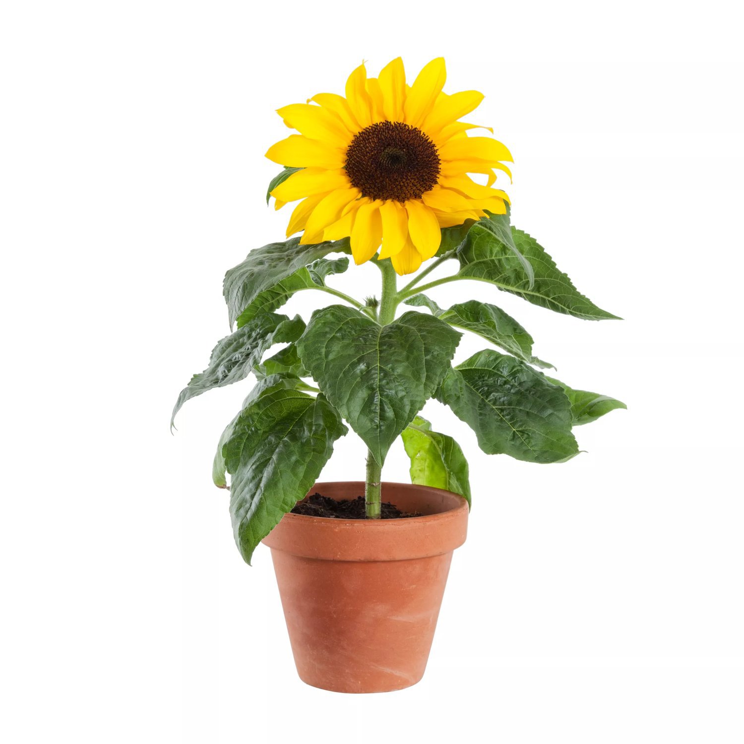 Solros 12 cm 30-40 cm