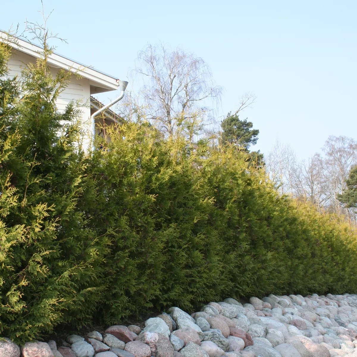 Tuja 'Brabant' 10 liter 120-140 cm MPS