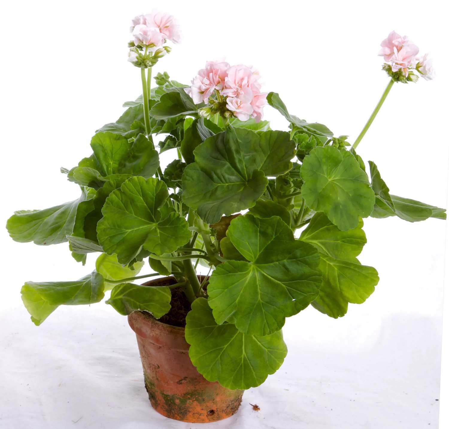 Dronning Ingrid Pelargon (Drottning Ingrid, Drottning Ingrid pelargon, Ingrid pelargon, denna artikel, denna kungliga, denna kungliga skönhet) Dronning Ingrid Pelargon