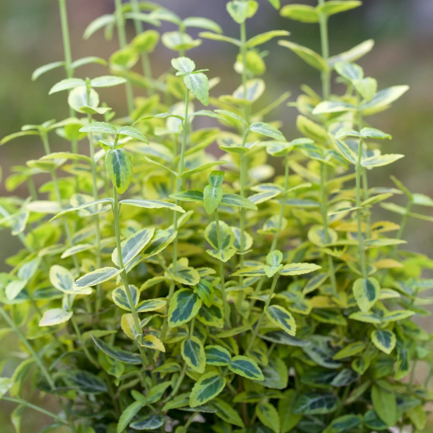 Produktbild på Klätterbenved 'Emerald 'n' Gold'