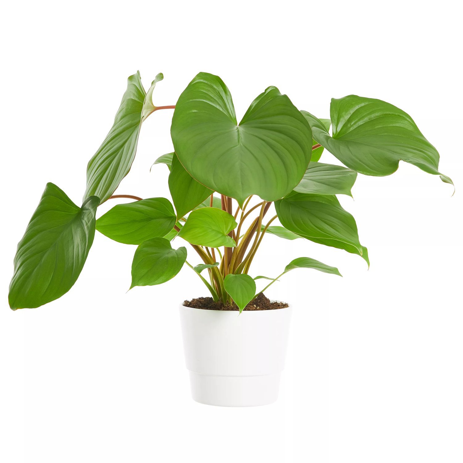 Porno ona kampir Jinsiy olatni vaginaga qanday kirishi kerak