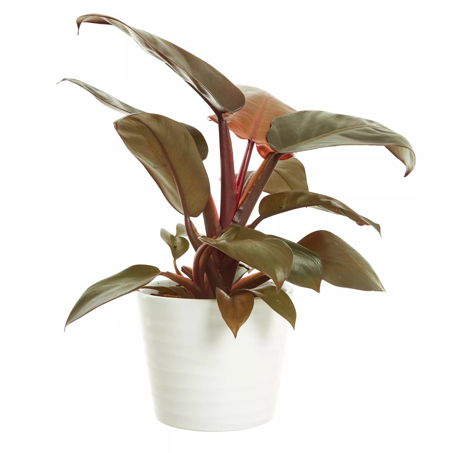 Filodendron 'Dino Feet' 12 cm 50-60 cm MPS