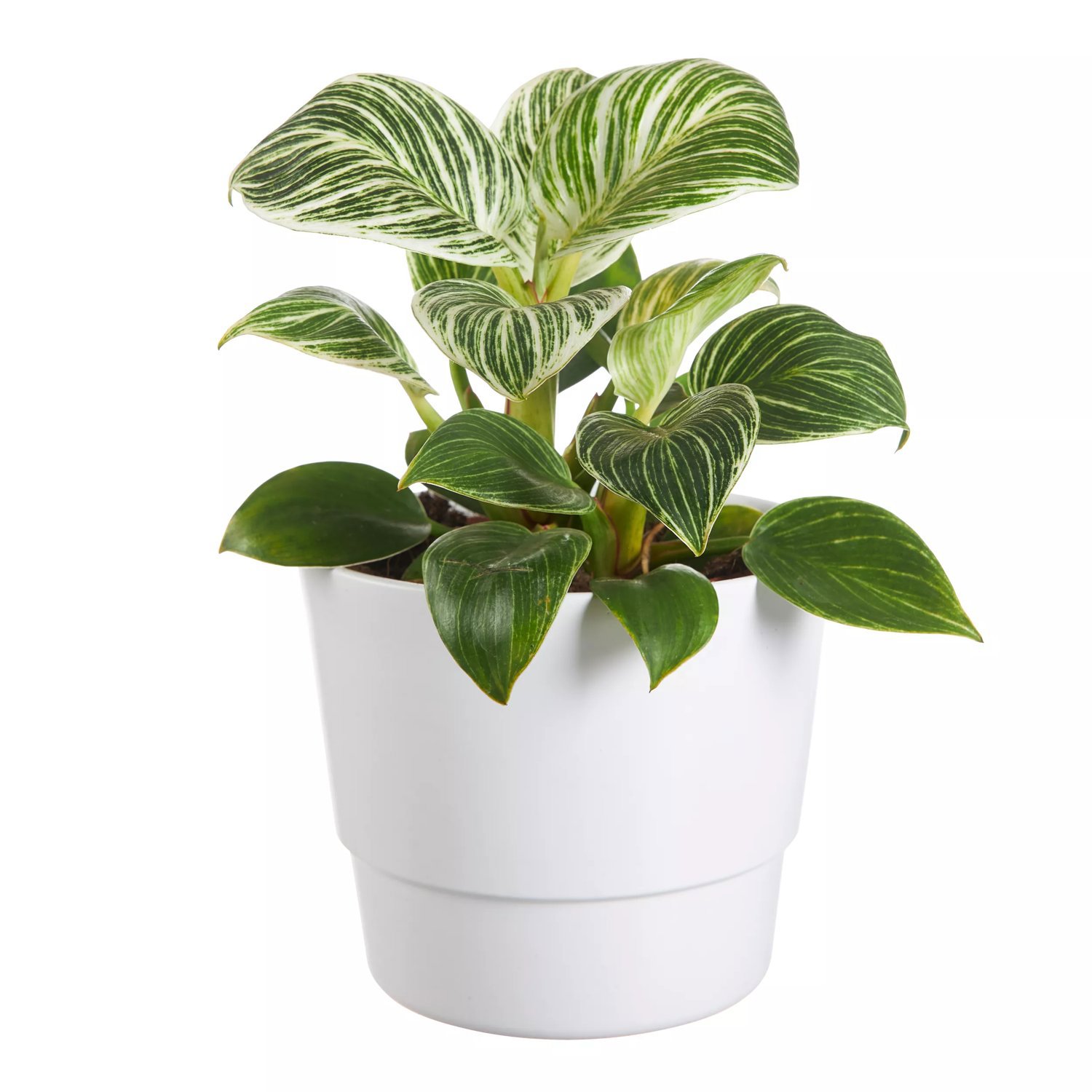 Produktbild på Filodendron BIRKIN 'White Wave'