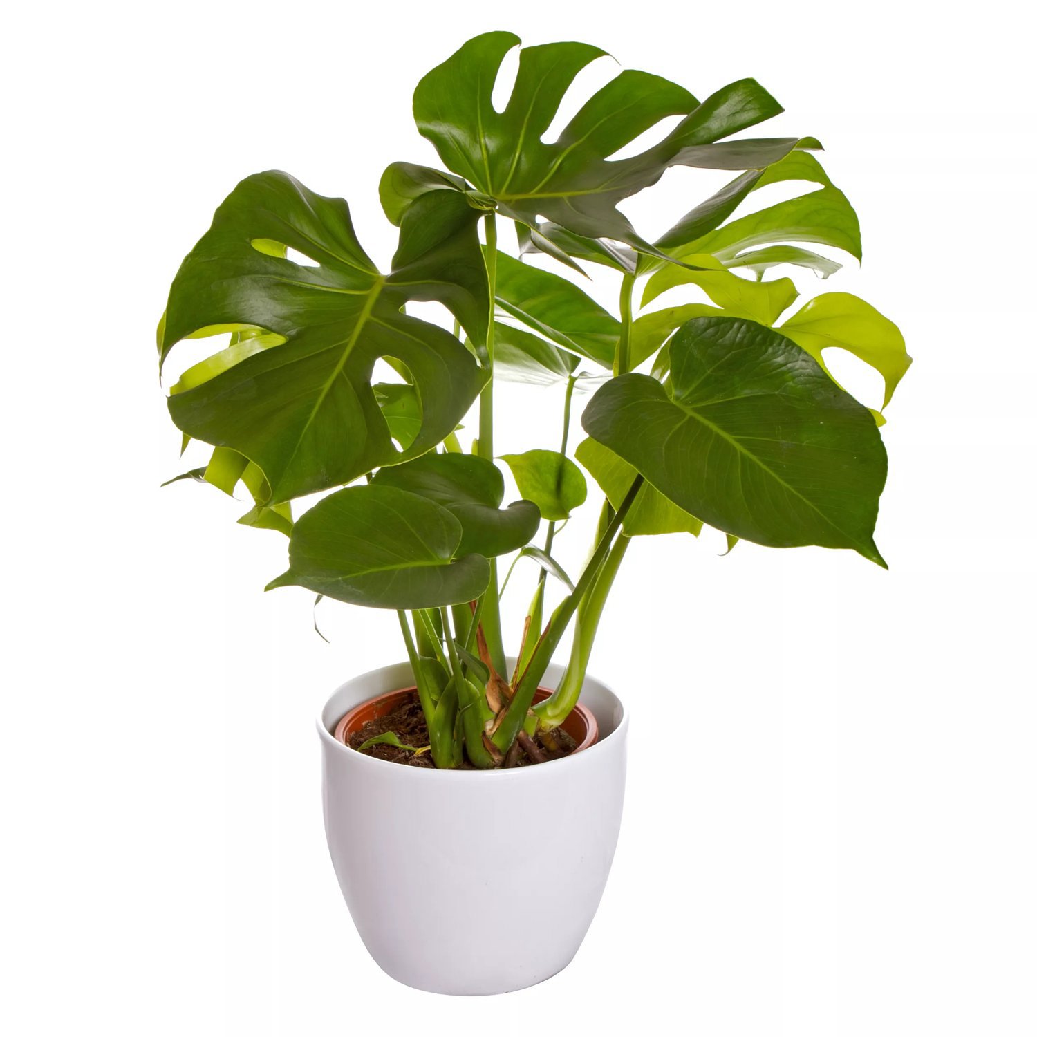 Monstera 17 cm 60-70 cm MPS