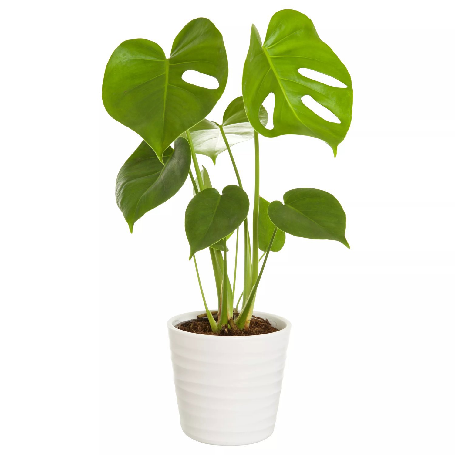 Produktbild på Monstera
