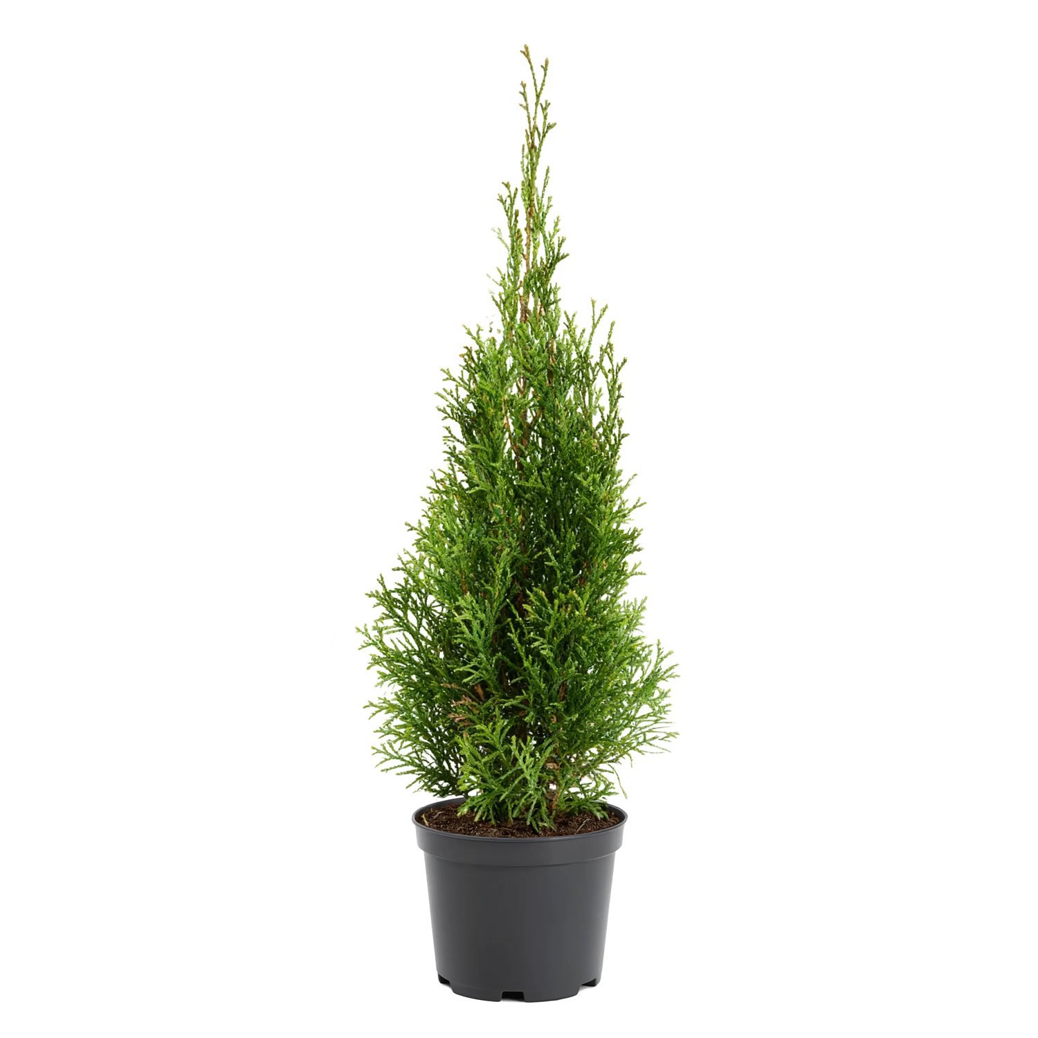 Tuja 'Brabant' 3 liter 60-80 cm MPS