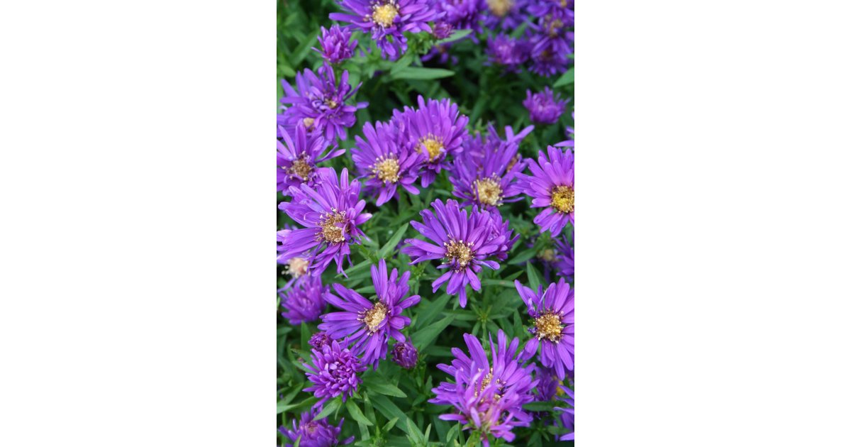 Höstaster (La Vista-Serien) mix 19 cm 20-30 cm MPS