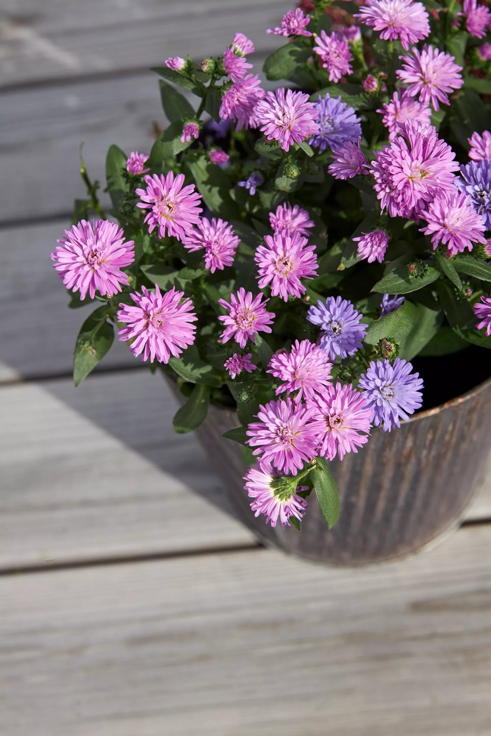 Höstaster (Victoria-Serien) mix 21 cm MPS