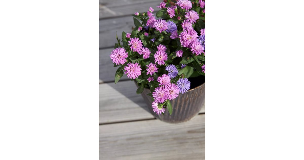 Höstaster (Victoria-Serien) mix 21 cm MPS