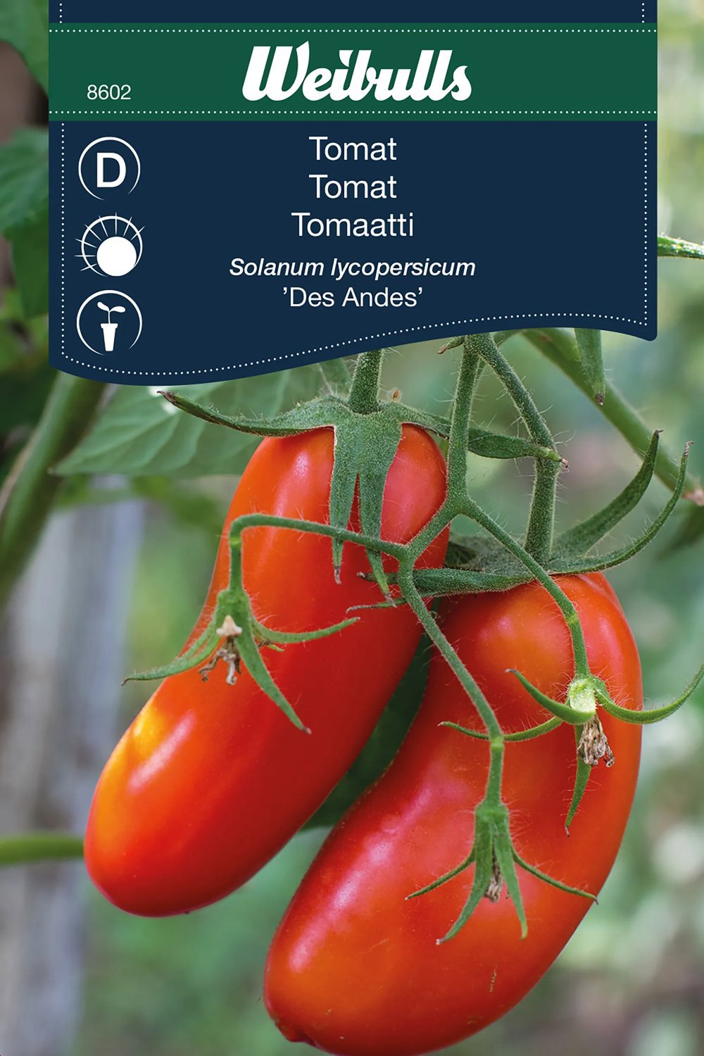 Tomat Des Andes