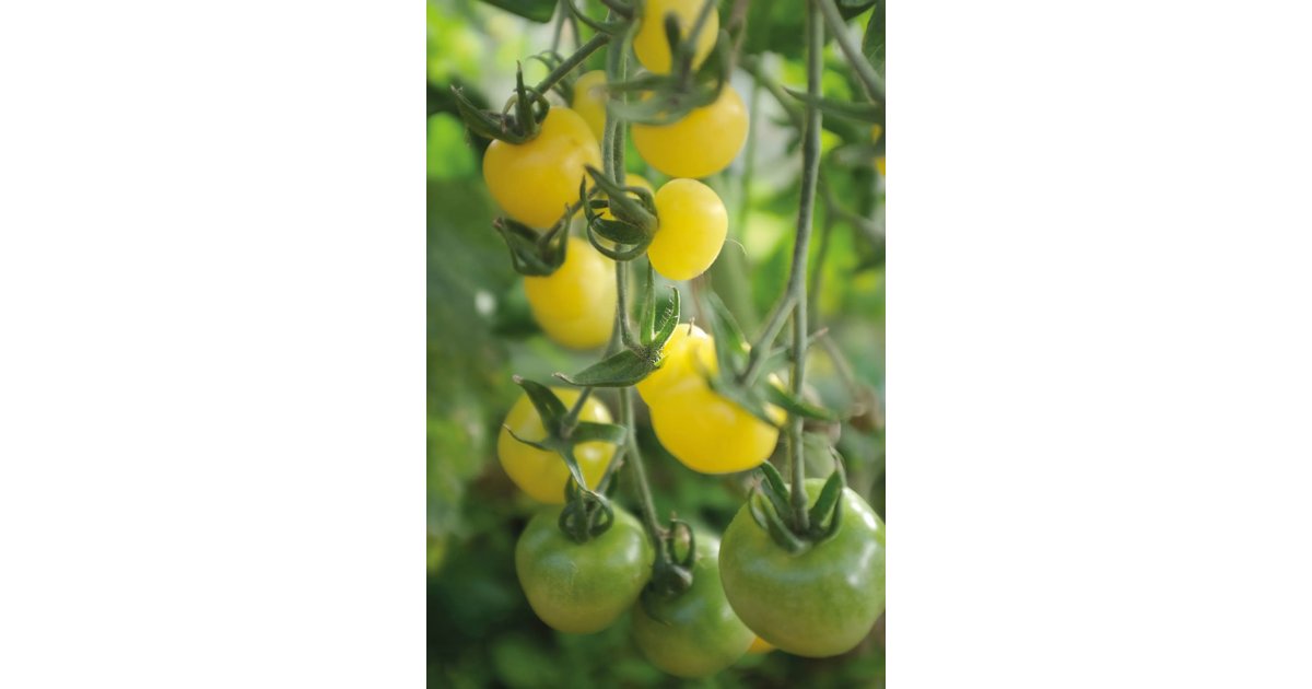 Tomat White Cherry
