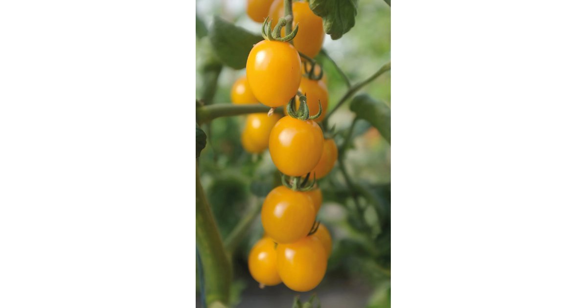 Tomat Golden Pearl