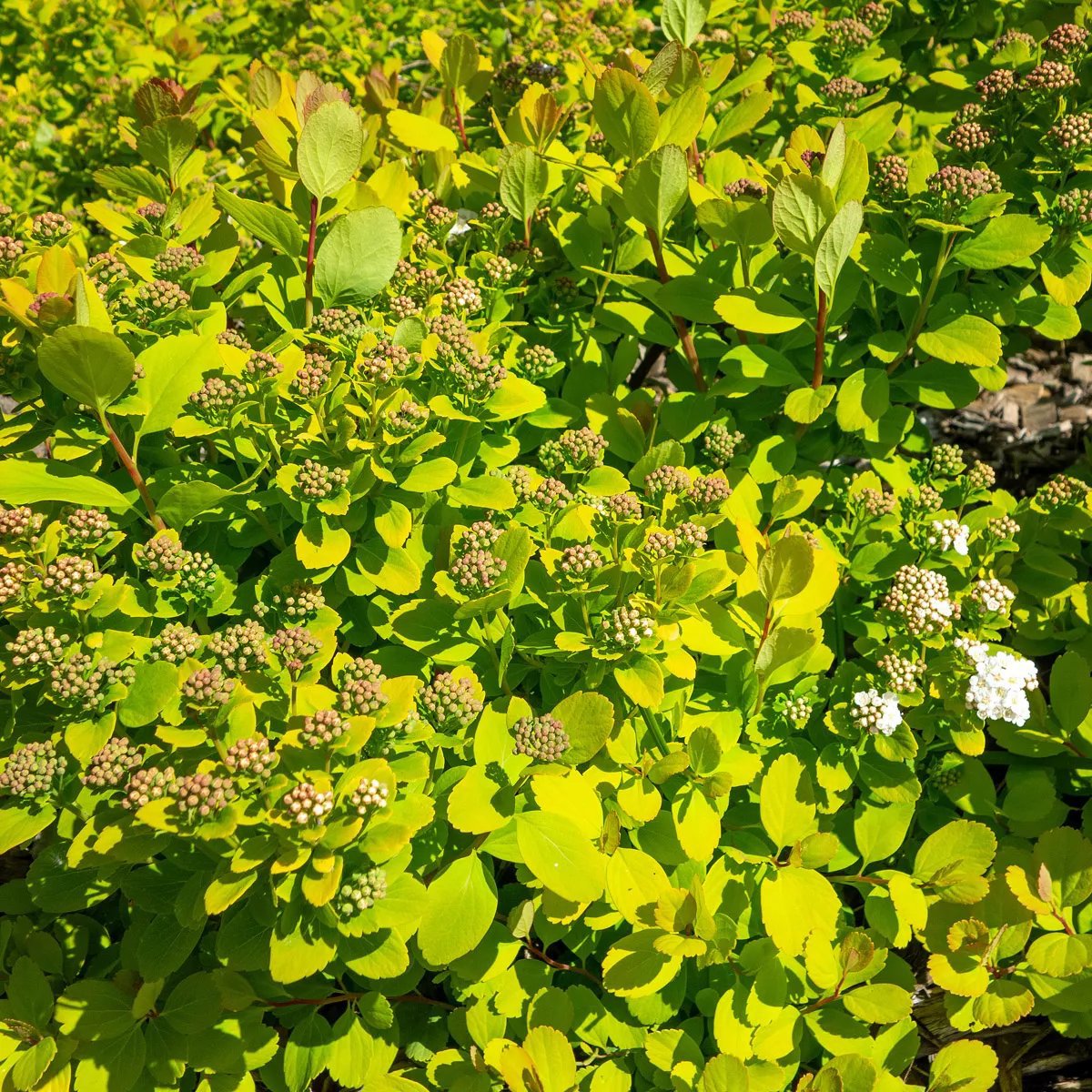Produktbild på Björkspirea 'Tor Gold'