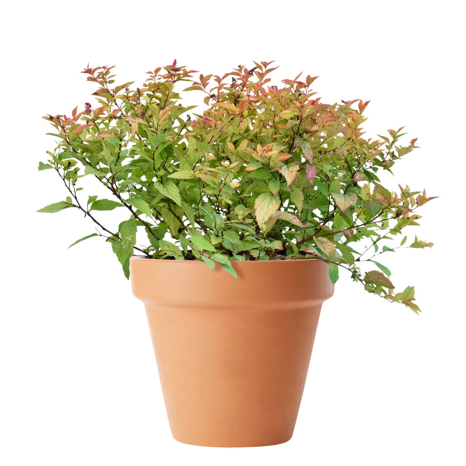 Produktbild 2 på Praktspirea 'Firelight'