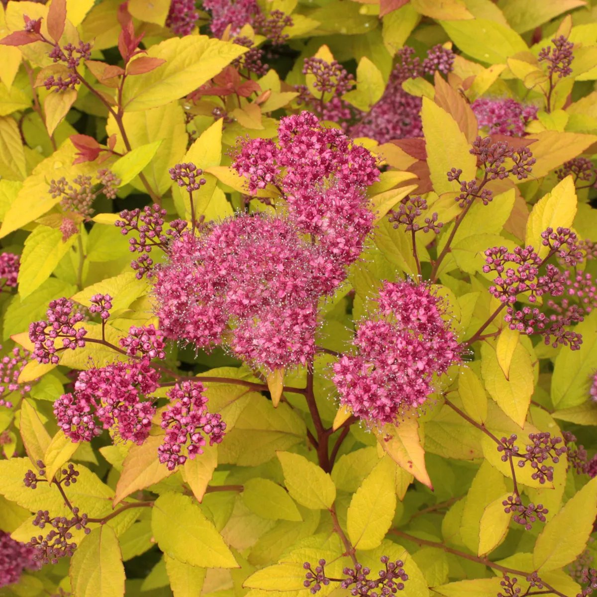 Produktbild 1 på Praktspirea 'Firelight'